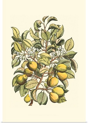 Pear Tree Branch