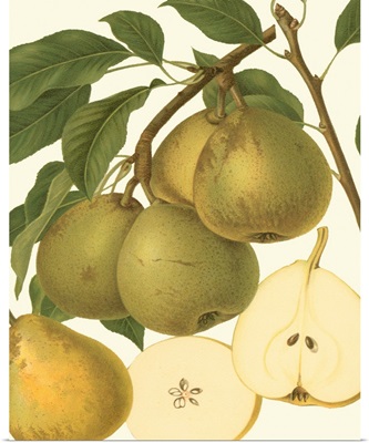 Pear Varieties II