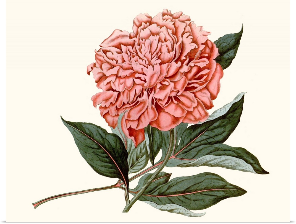 Vintage-inspired botanical illustration of a blush-colored peony.