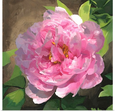 Peony in Pink I