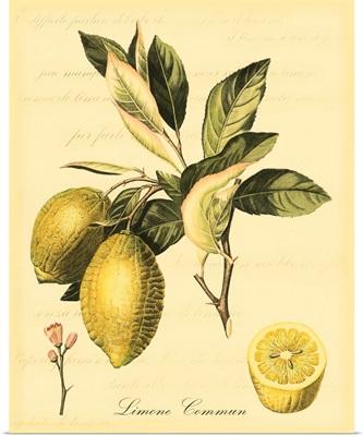 Petite Tuscan Fruits II