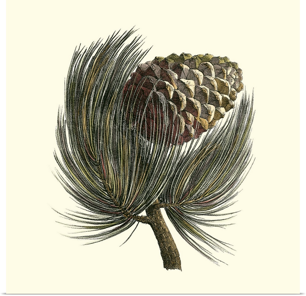 Contemporary artwork of a pine cone on the end of a branch in a vintage illustrative style.