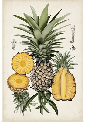 Pineapple Botanical Study I