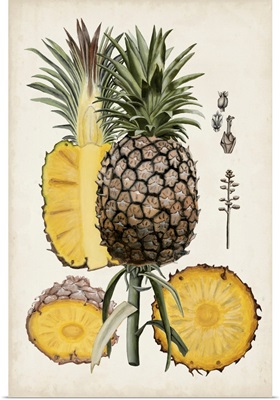 Pineapple Botanical Study II
