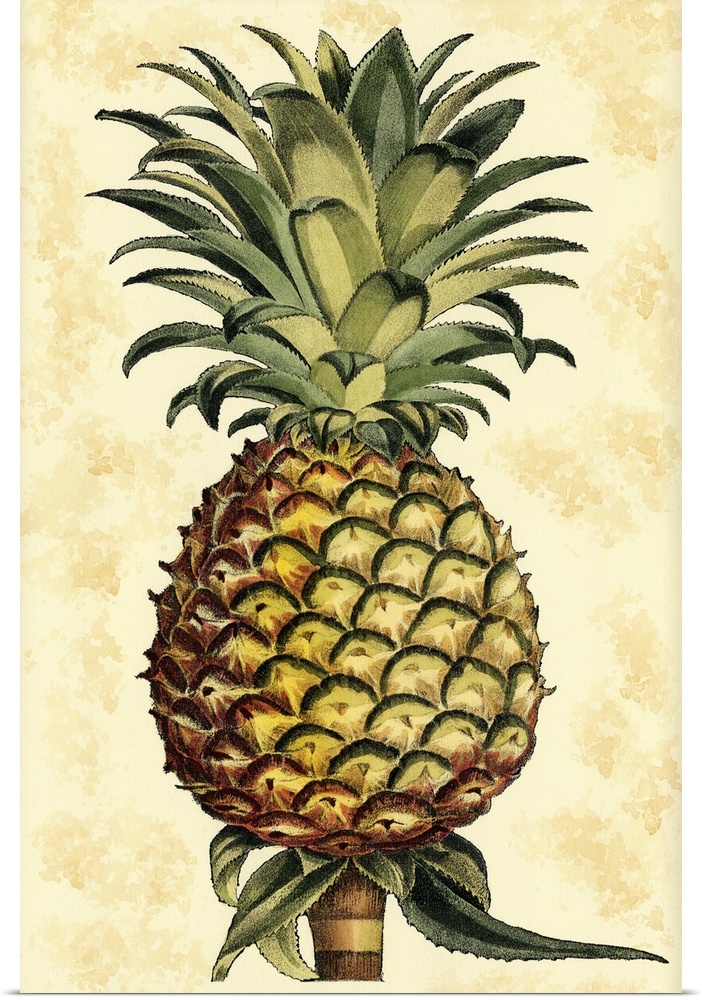 Vintage stylized illustration of a pineapple.