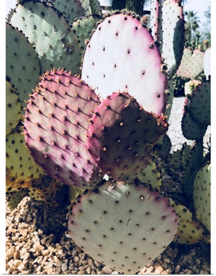 Pink Green Cactus III