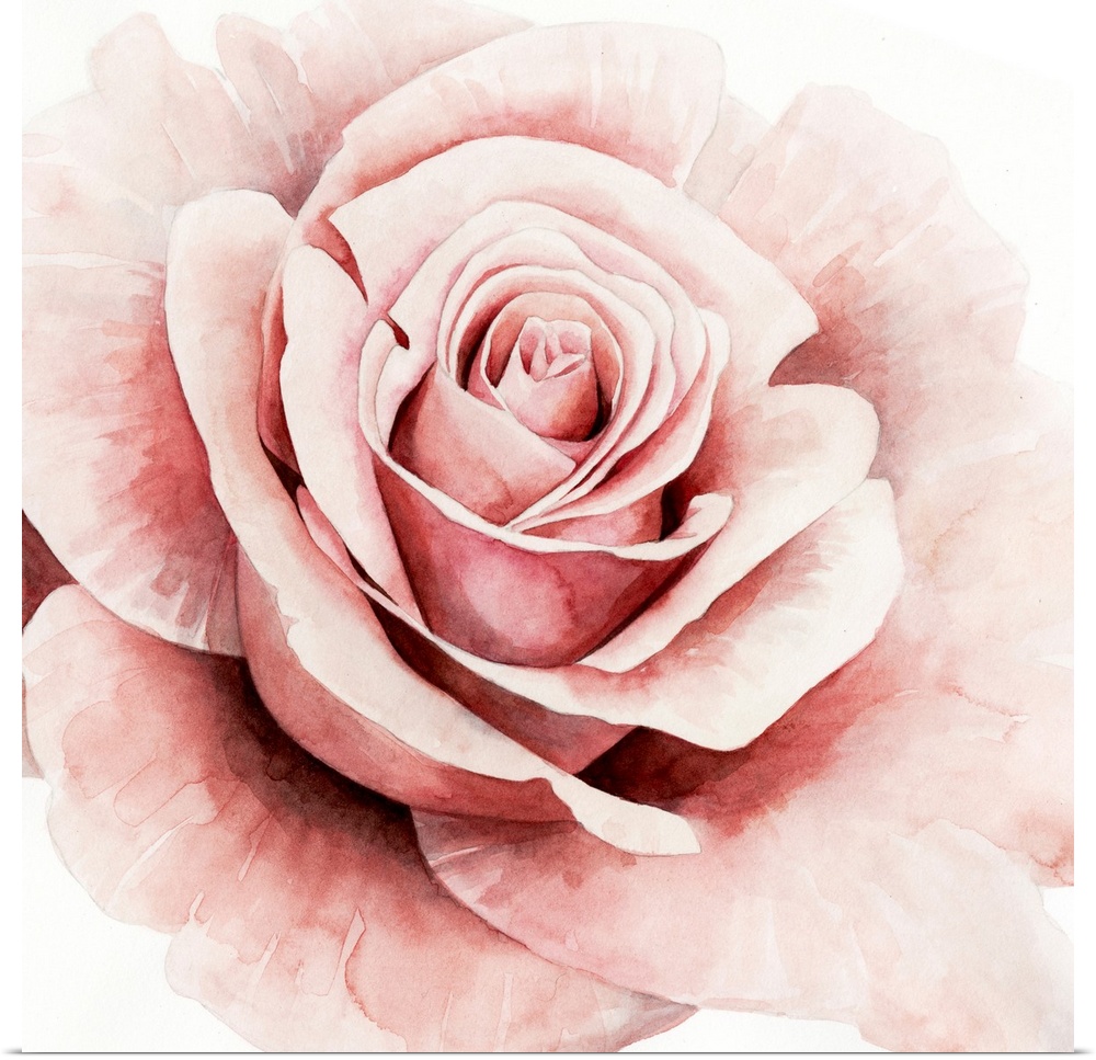 Square watercolor painting of a pink rose.