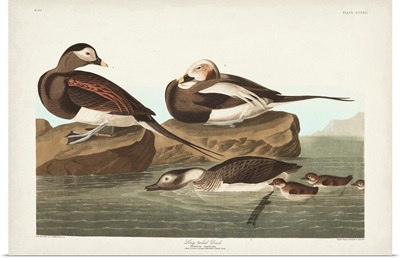 Pl 312 Long-Tailed Duck