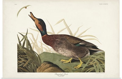 Pl 338 Bemaculated Duck