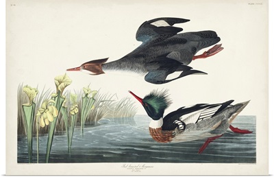 Pl 401 Red-Breasted Merganser Duck
