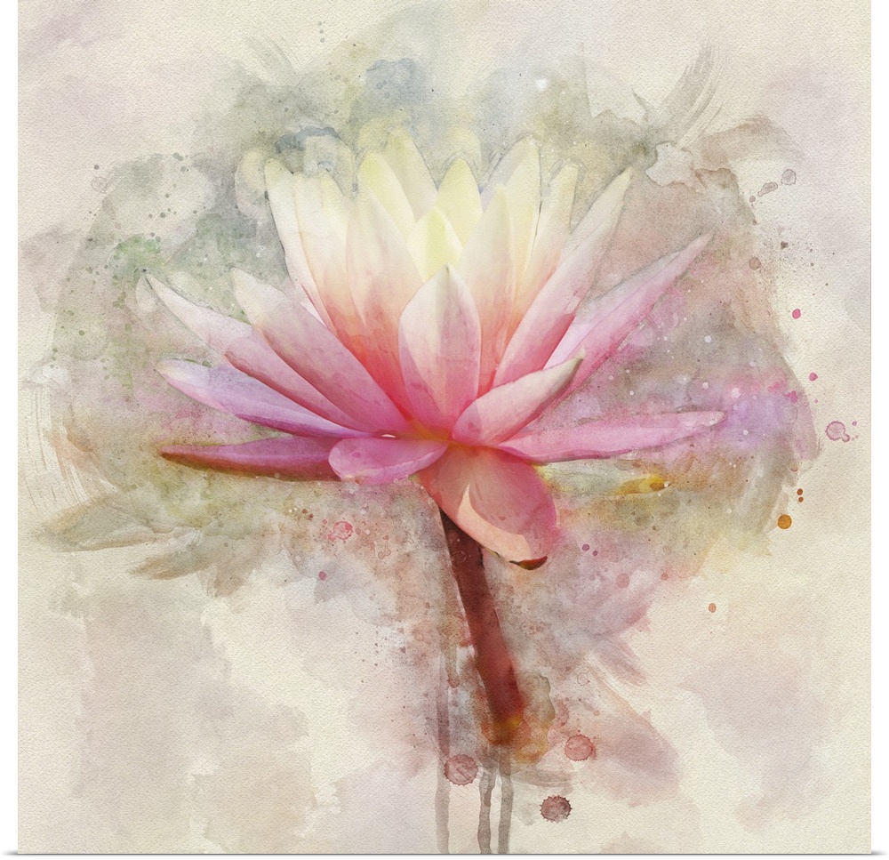 A pink and white water lily rendered in watercolors.