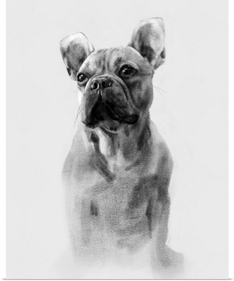 Pug Portrait I