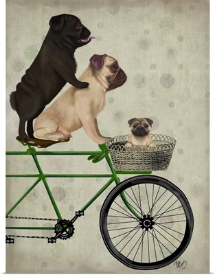 Pugs on Bicycle
