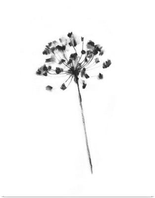 Queen Anne's Lace In Charcoal I