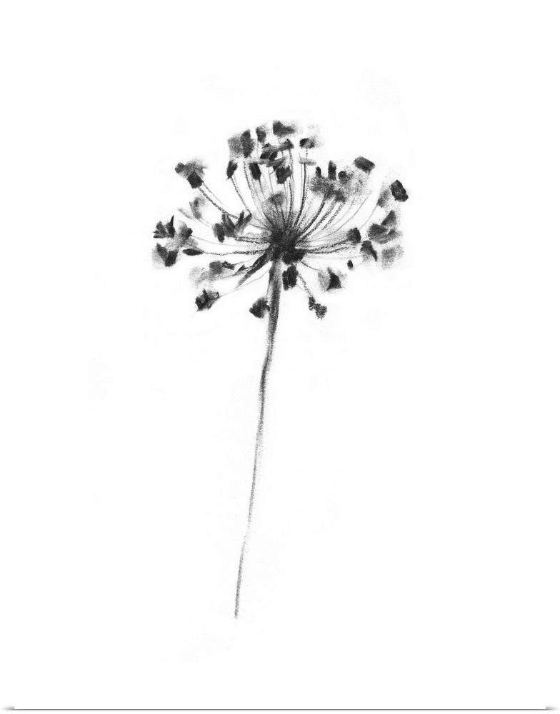 Queen Anne's Lace In Charcoal II