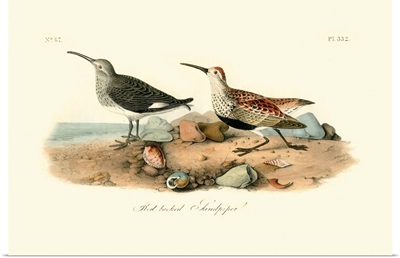 Red-backed Sandpiper
