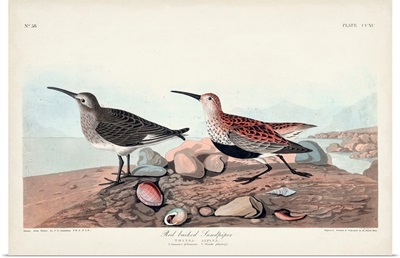 Red-Backed Sandpiper