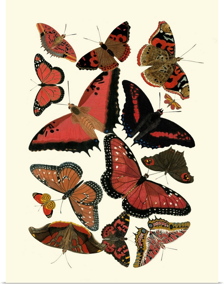 Red Butterfly Study