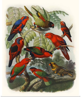 Red Cassel Birds II