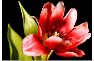 Red Tulip III