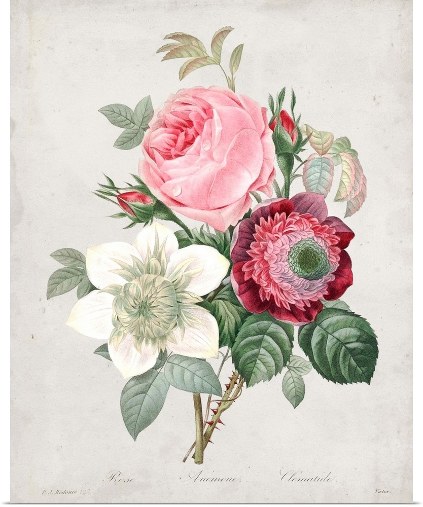 Vintage-inspired botanical illustration of a multi-colored bouquet.