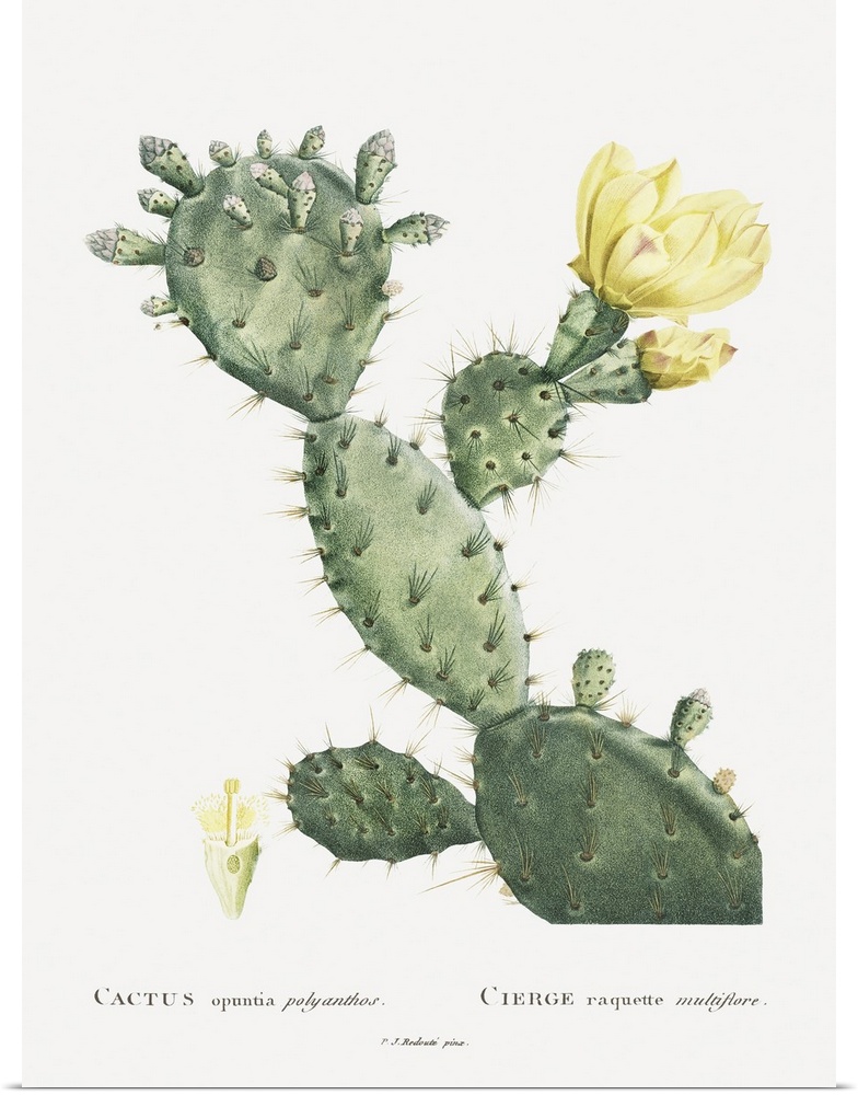 Redoute Cactus I