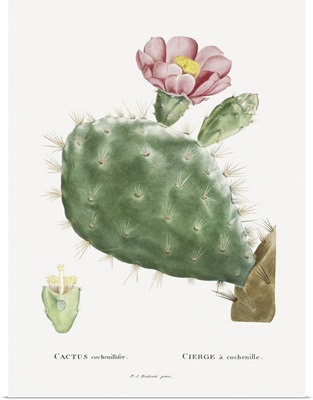 Redoute Cactus III