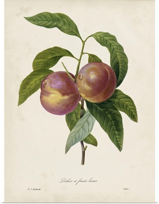 Redoute's Fruit II