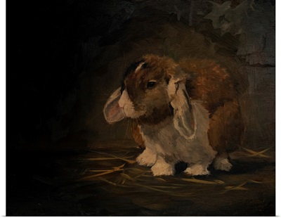 Resting Bunny Rabbit II