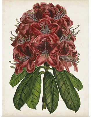 Rhododendron Study II