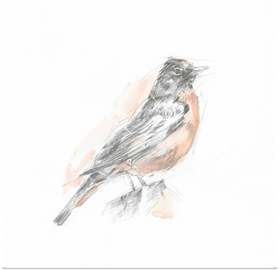 Robin Bird Sketch I