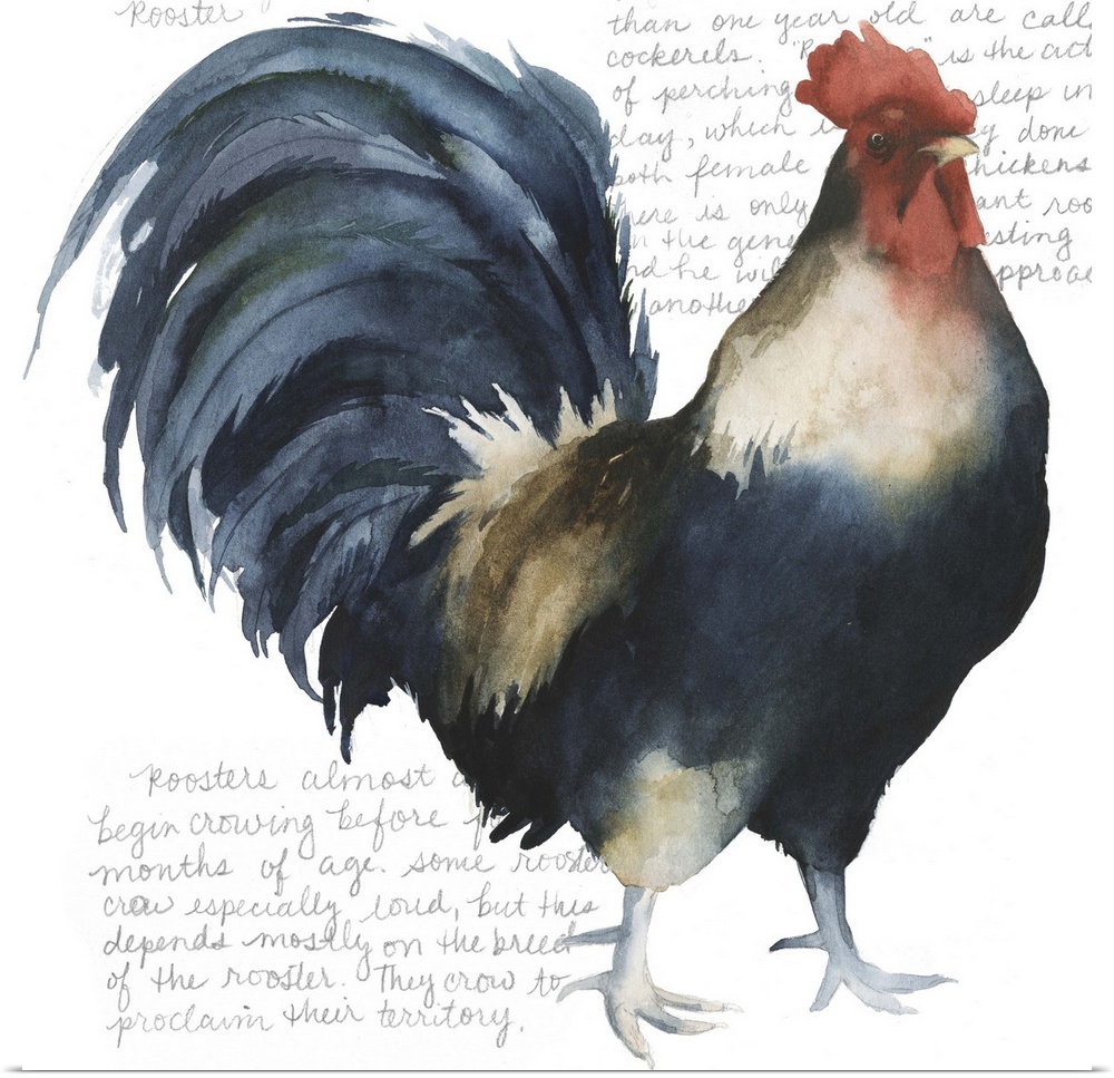 Watercolor painting of a proud rooster, with handwritten text.