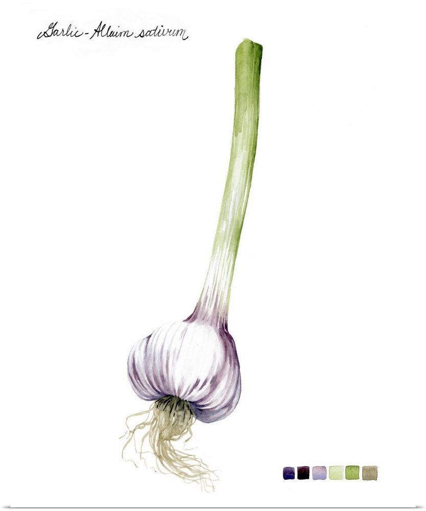 Watercolor illustration of a single bulb of garlic, with a color palette.