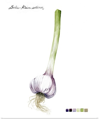 Root Vegetable I