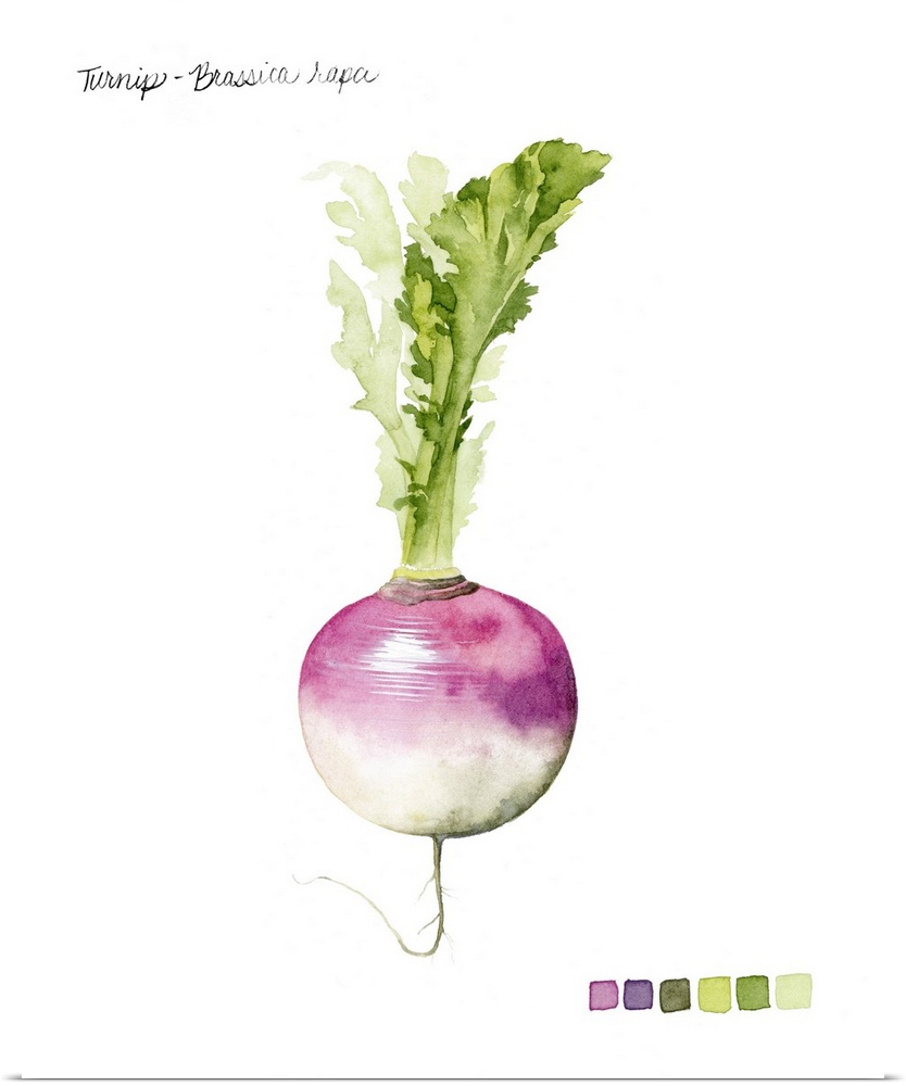 Watercolor illustration of a turnip bulb, with a color palette.