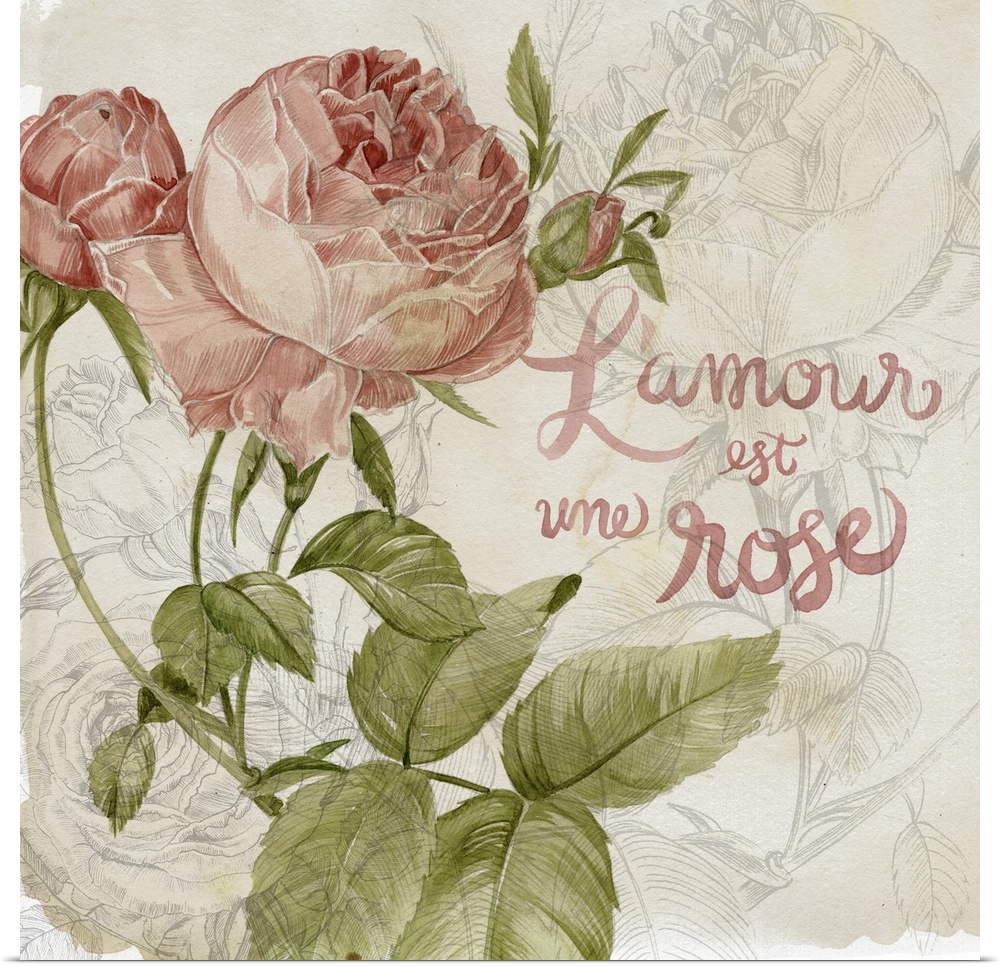 Decorative artwork of illustrated colored roses over rose line art with the words, "L'amour est une rose" . This translate...