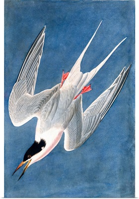 Roseate Tern