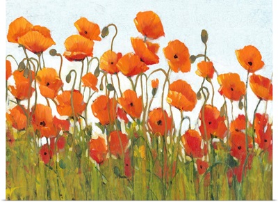 Rows of Poppies II