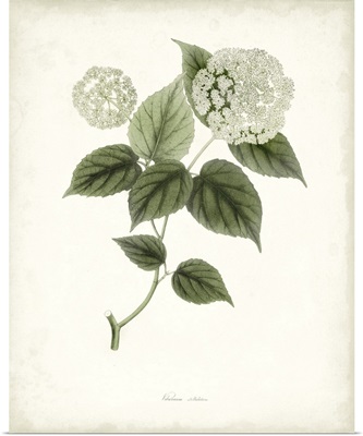 Sage Botanical I