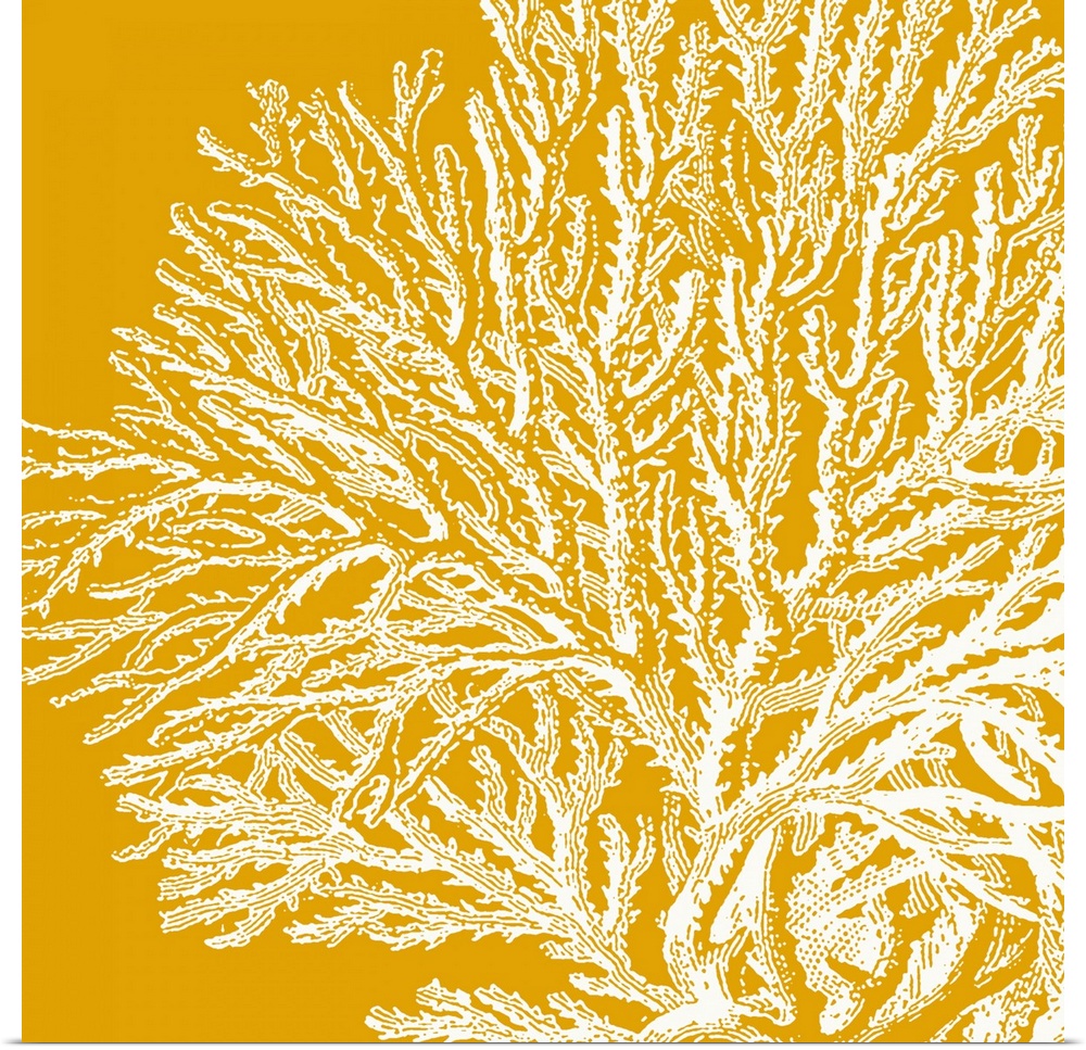 Square canvas with the outline of a coral plant on top of a vivid solid background.