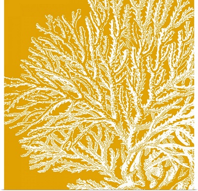 Saturated Coral I