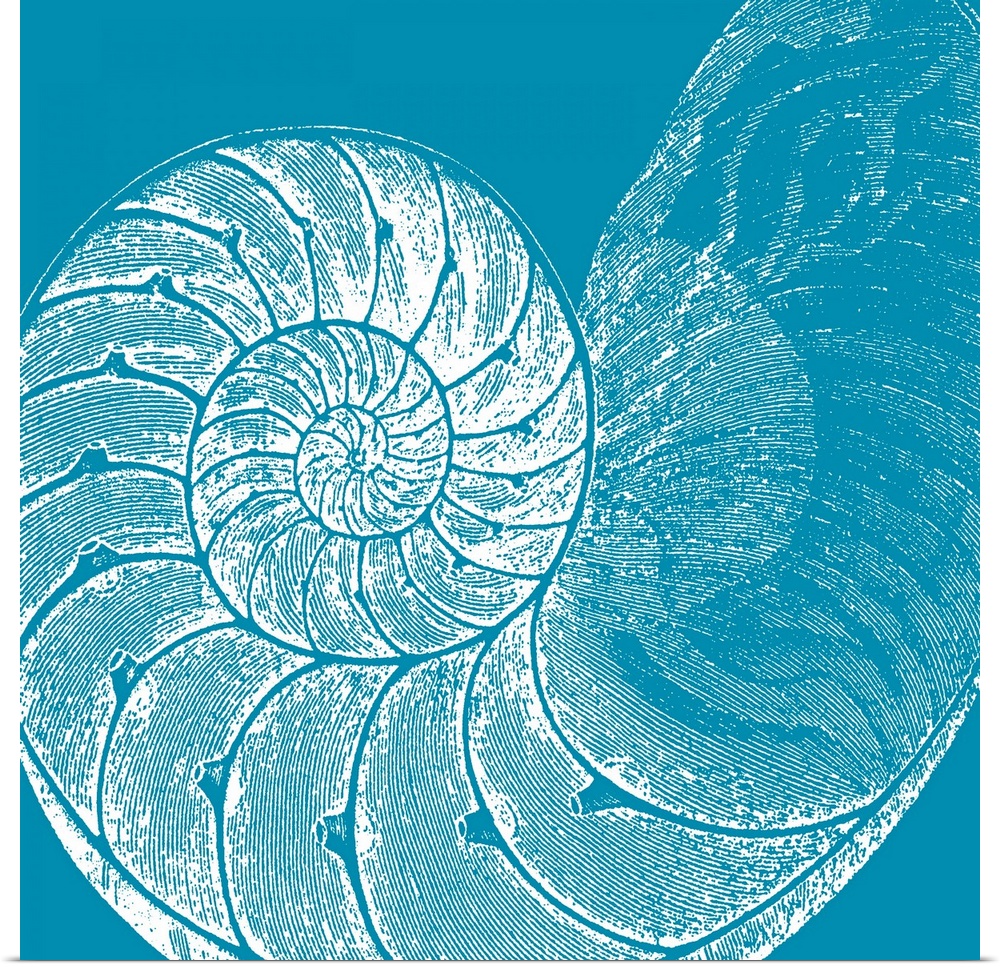 This large square piece is a drawing of a coiled shell against a cool colored background.