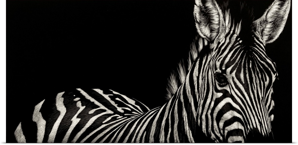 Contemporary scratchboard artwork of a zebra, emphasizing its stripes.