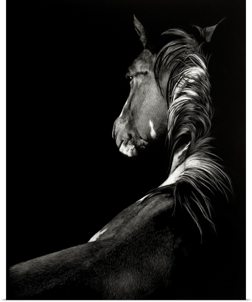 Black and white illustration of a horse seen from the back.