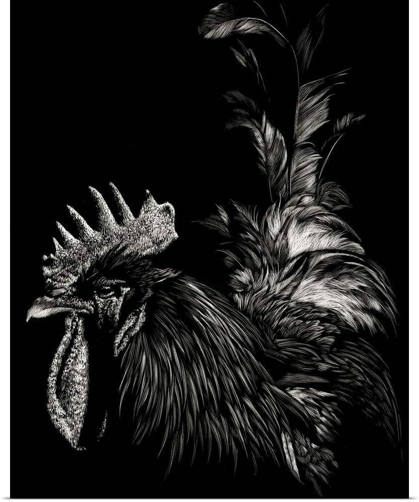 Black and white illustration of a rooster with a large comb and long tail.