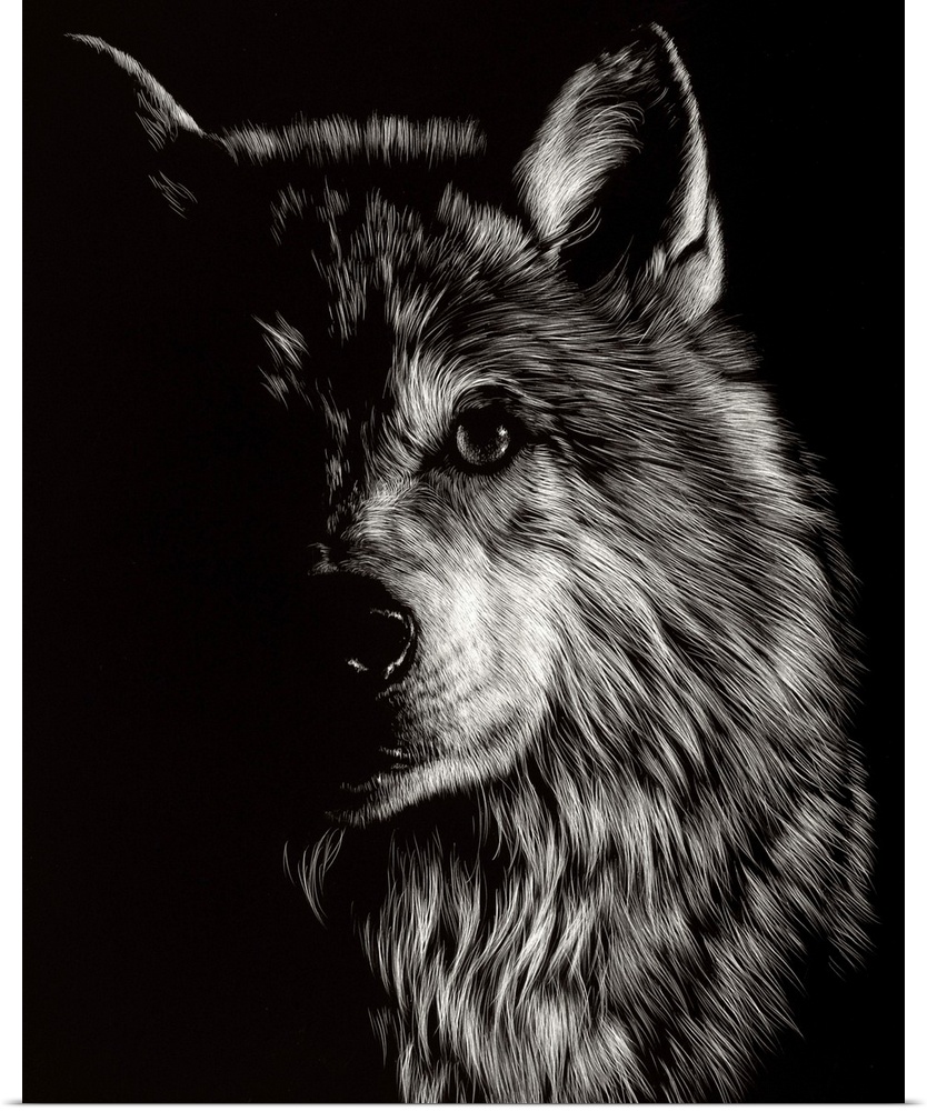 Black and white illustration of a wolf looking straight ahead, half in shadow.