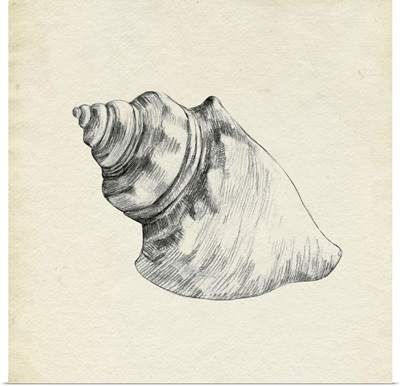Seashell Pencil Sketch IV