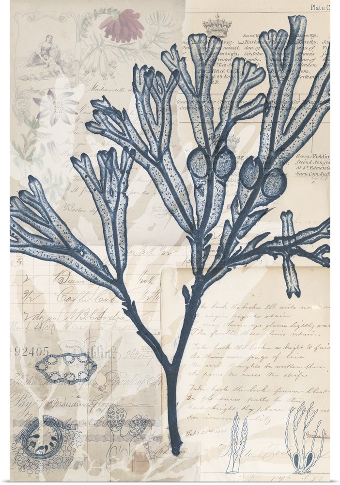 Indigo illustration of seaweed on old papers with handwritten text.