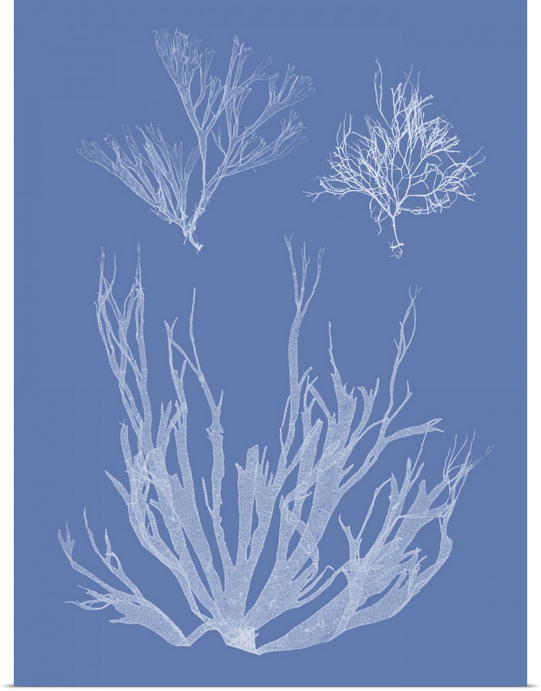 Through a process called cyanotype, this photo features the silhouette of a seaweed plant on blue background.