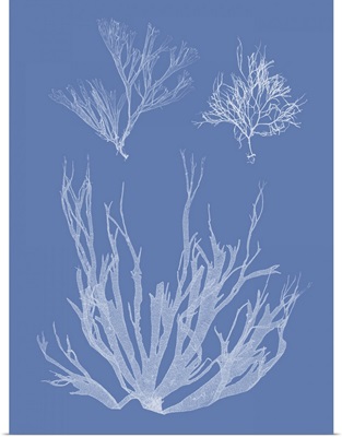 Seaweed Cyanotype I